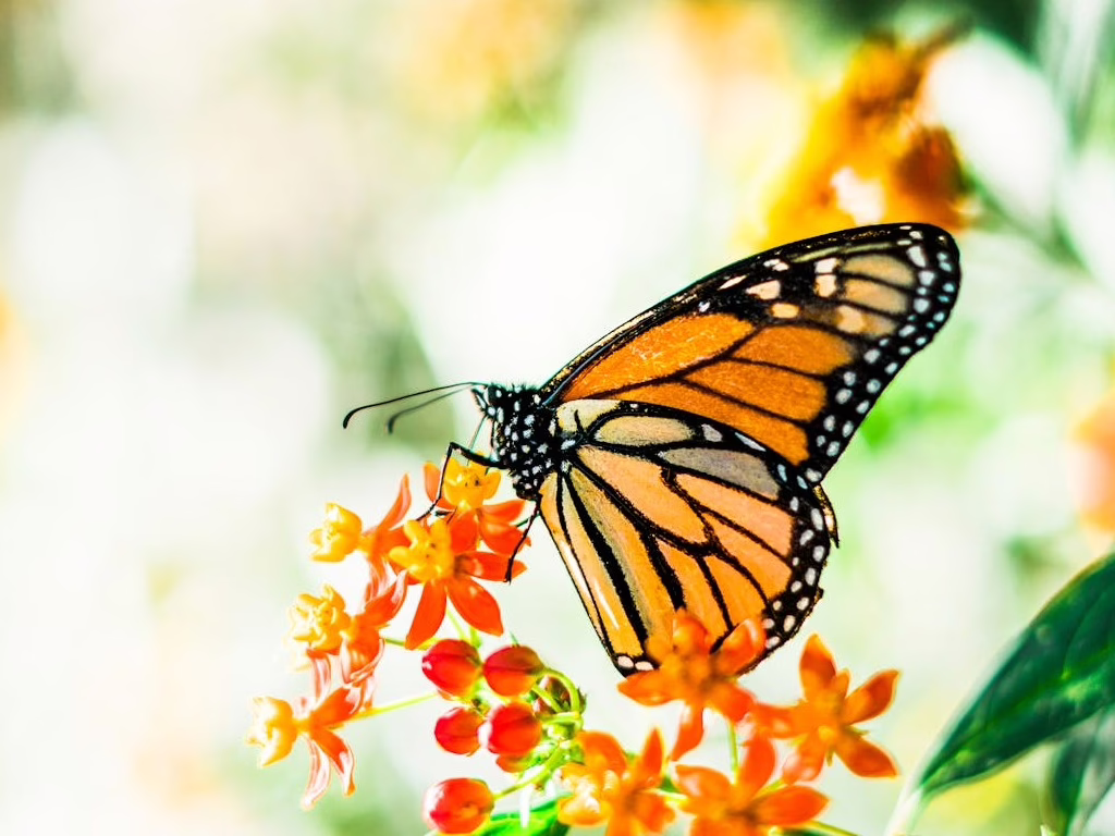 Monarch Butterflies of Mexico: Guide to the Best Sanctuaries