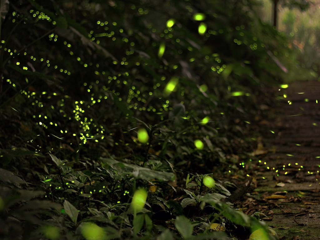 Fireflies at Night: A Magical Journey Through Mexican Nature