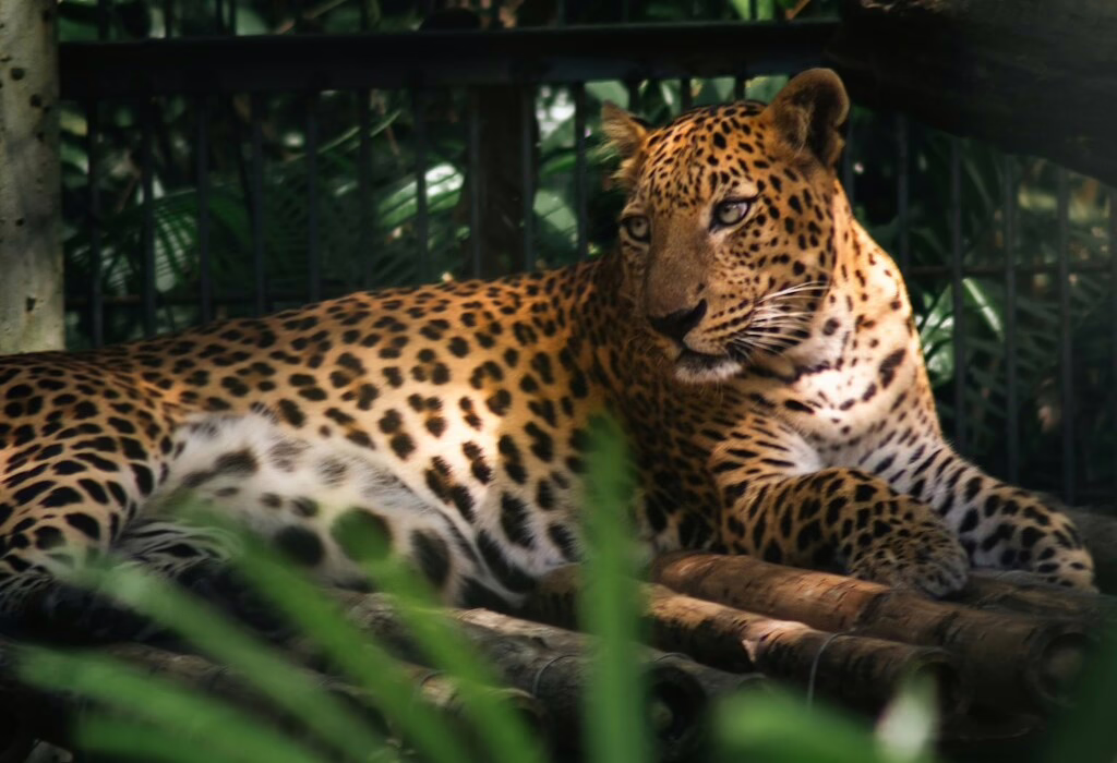 7 Destinations for Incredible Wildlife Experiences in the Americas